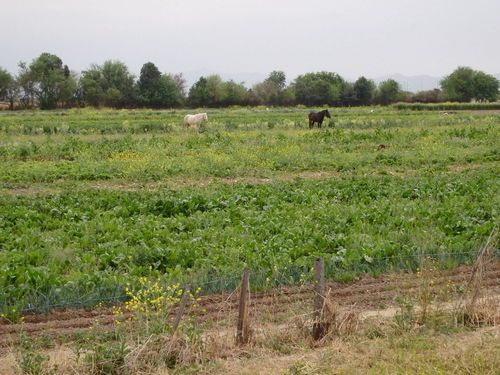 Green field with horses.
